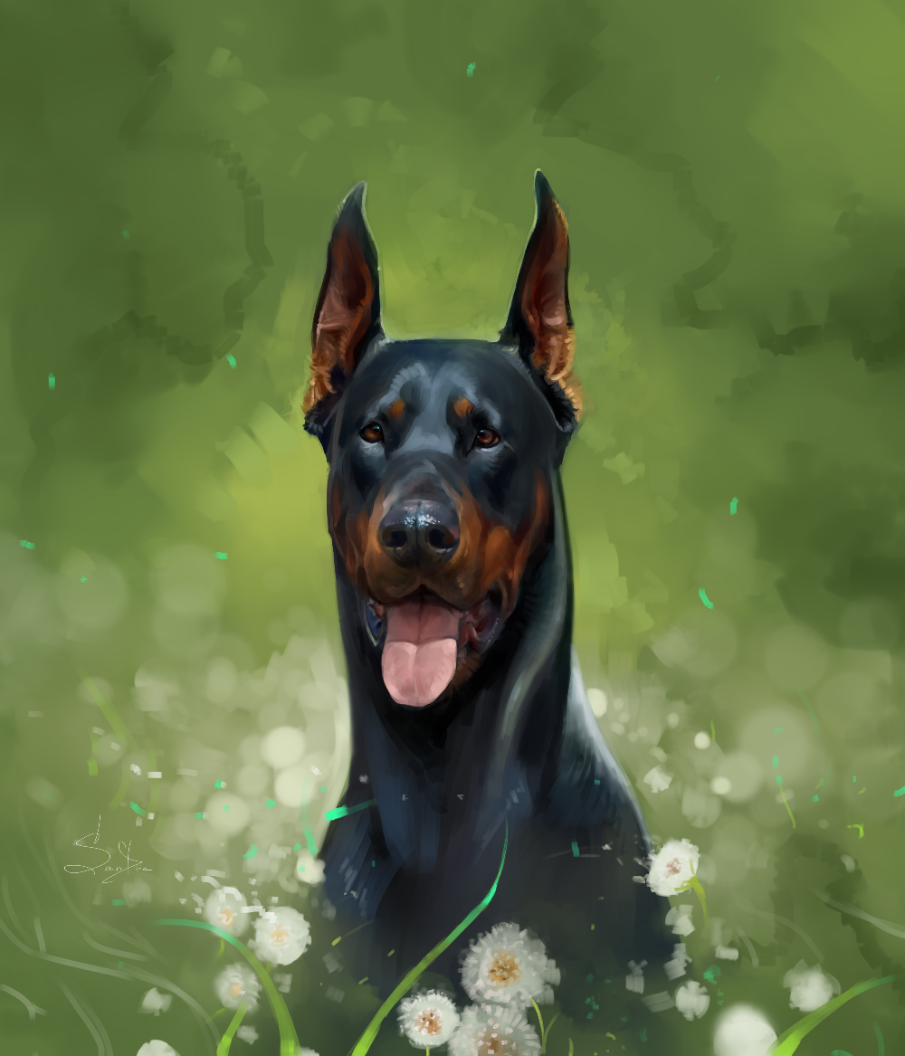 Aykutmaykut Доберманы