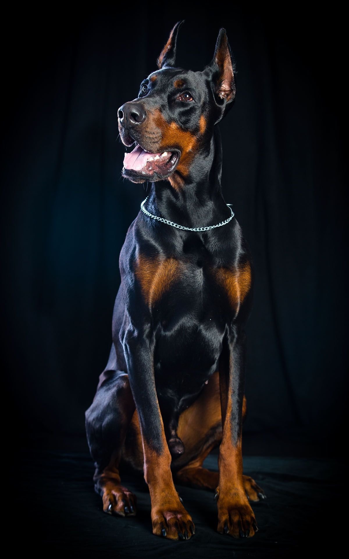 Доберман бойцовская