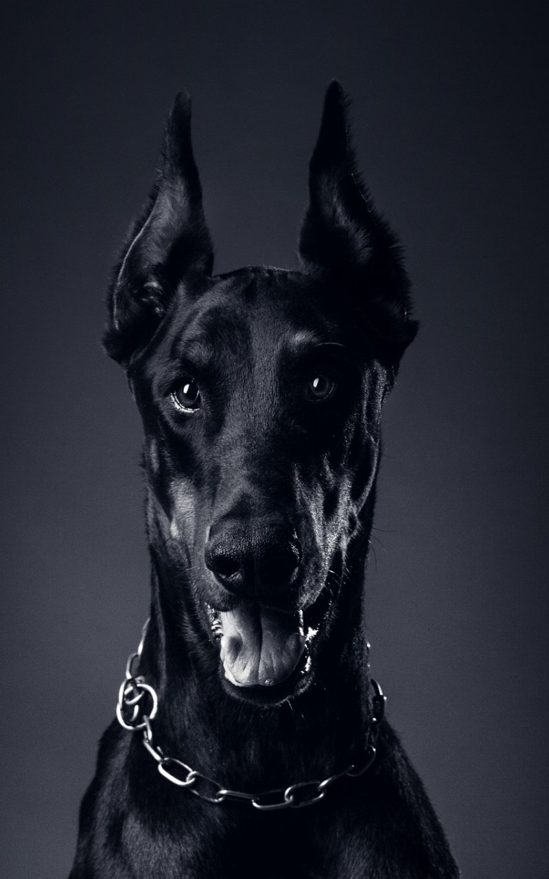 Доберман чёрный эстэтика
