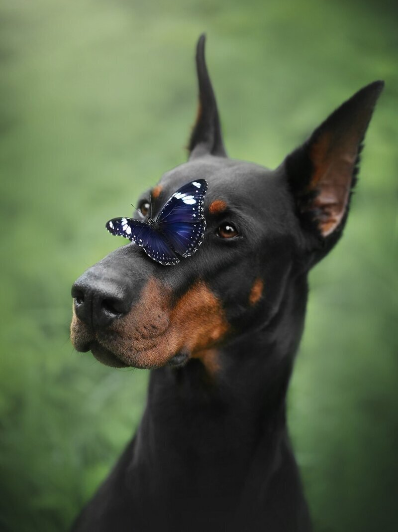 Собака Доберман добрый