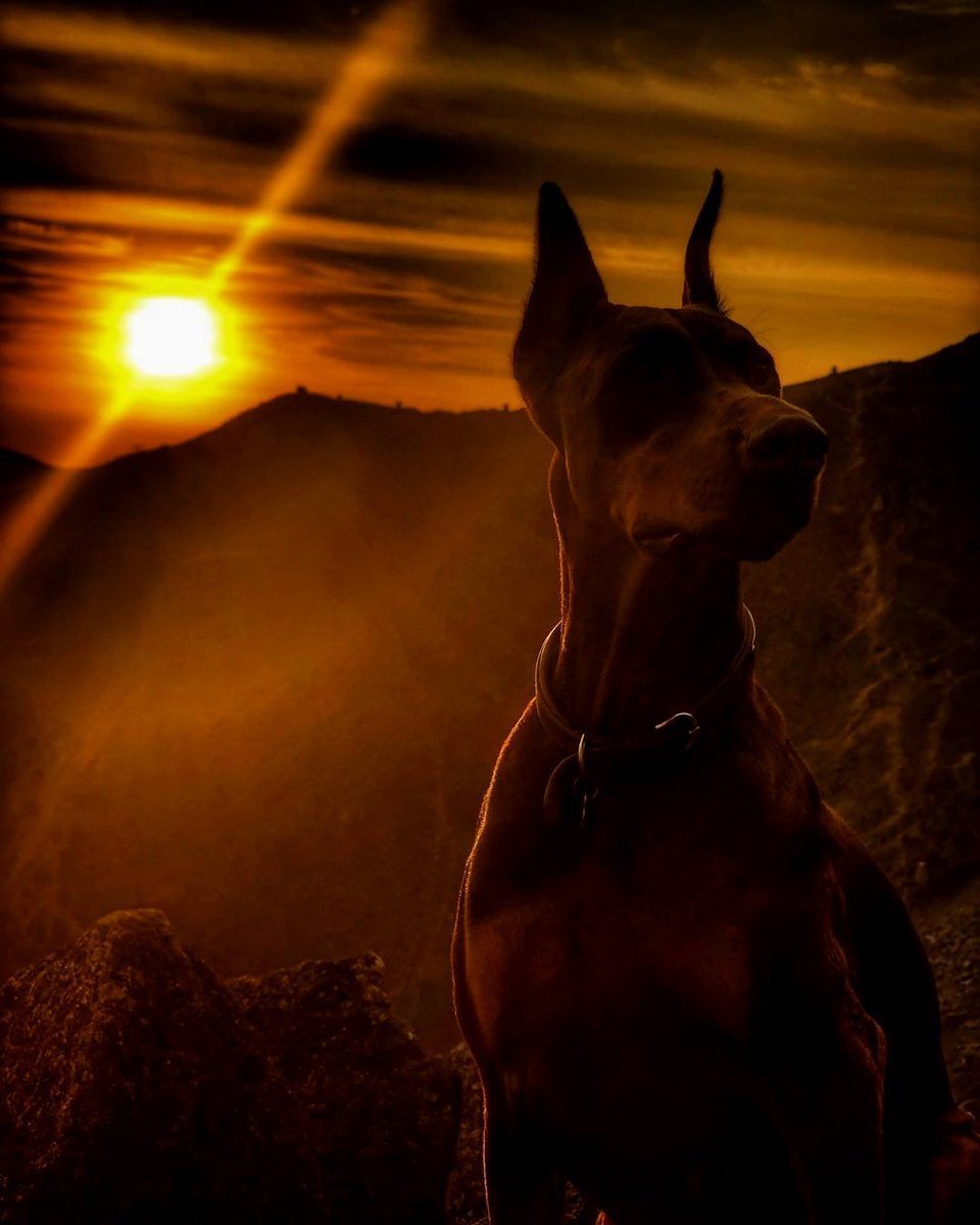 Доберман Эстетика