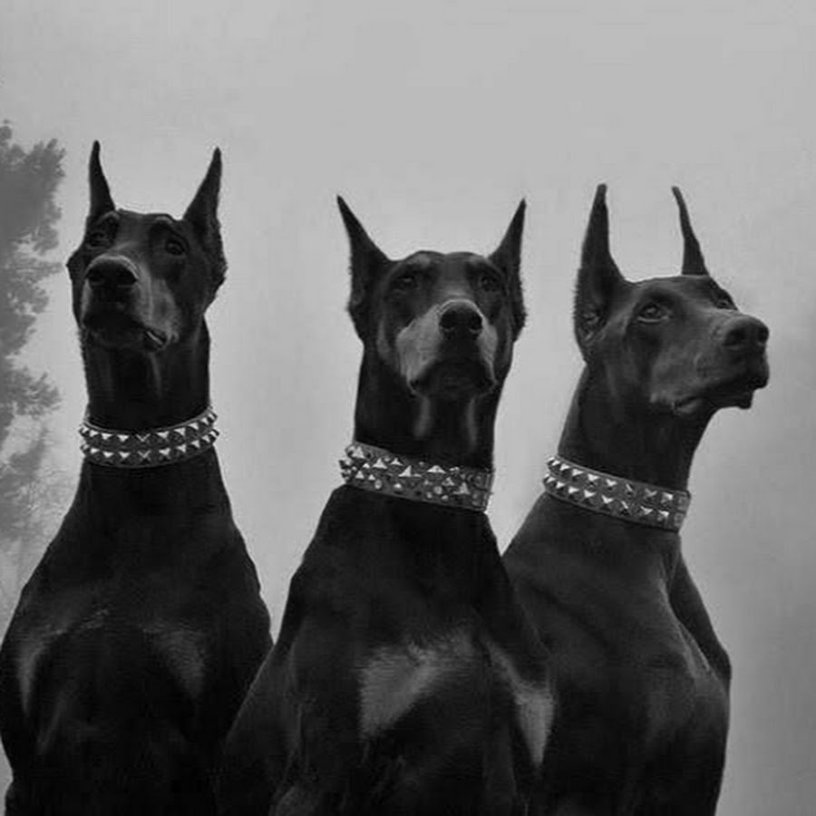 Доберман Эстетика