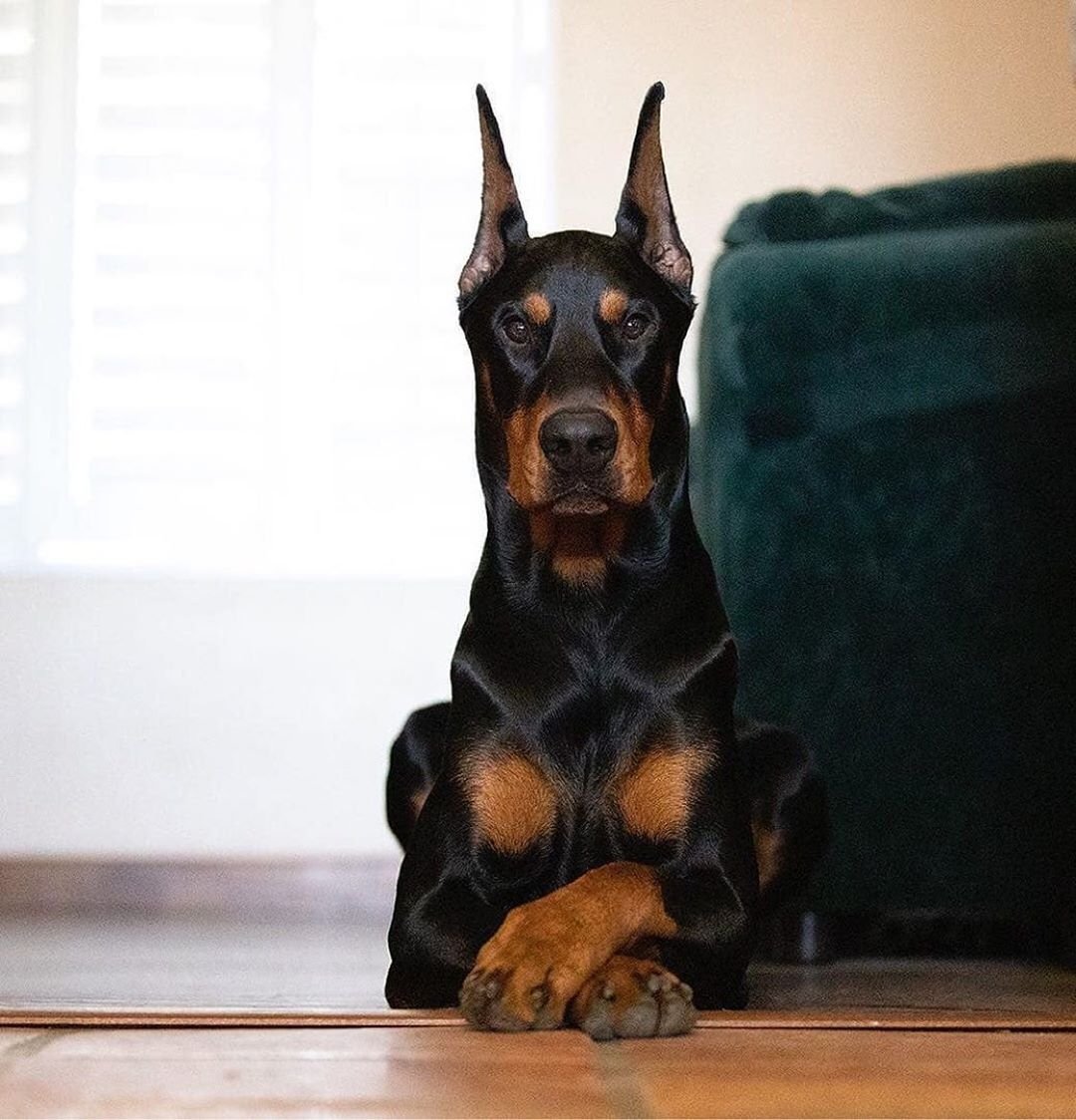 Кокер Доберман