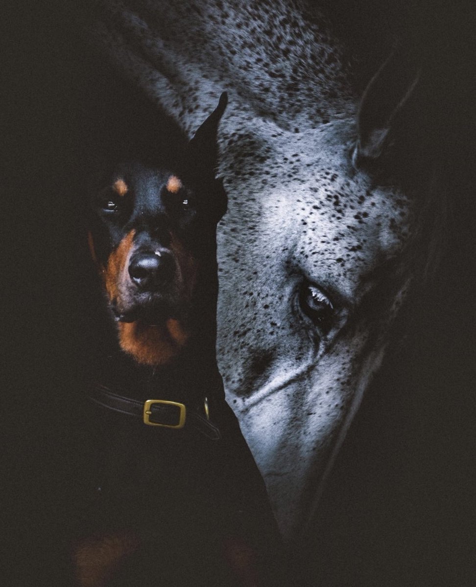 Доберман Баленсиага