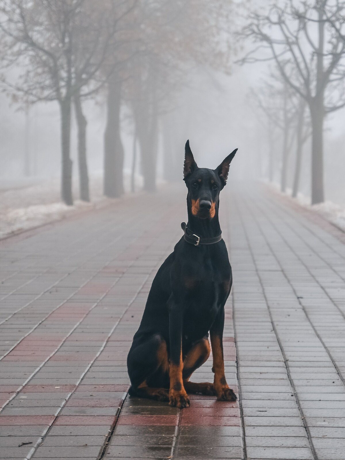 Доберман бойцовская
