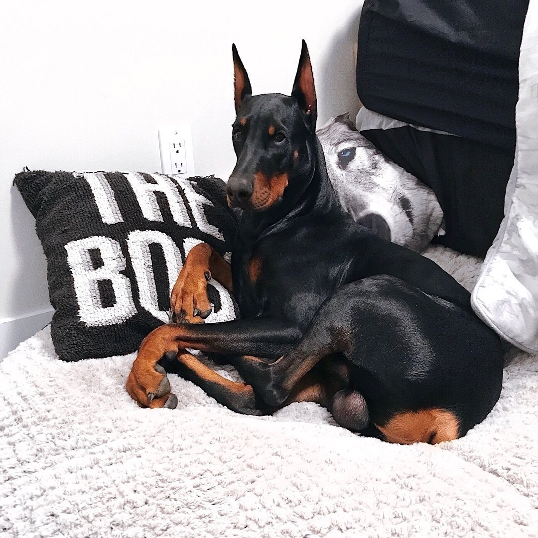 Белый Доберман арт