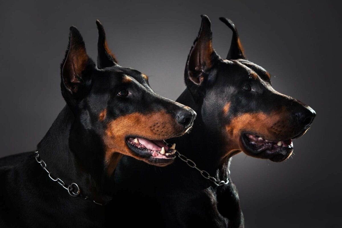 Немецкий пинчер и Доберман