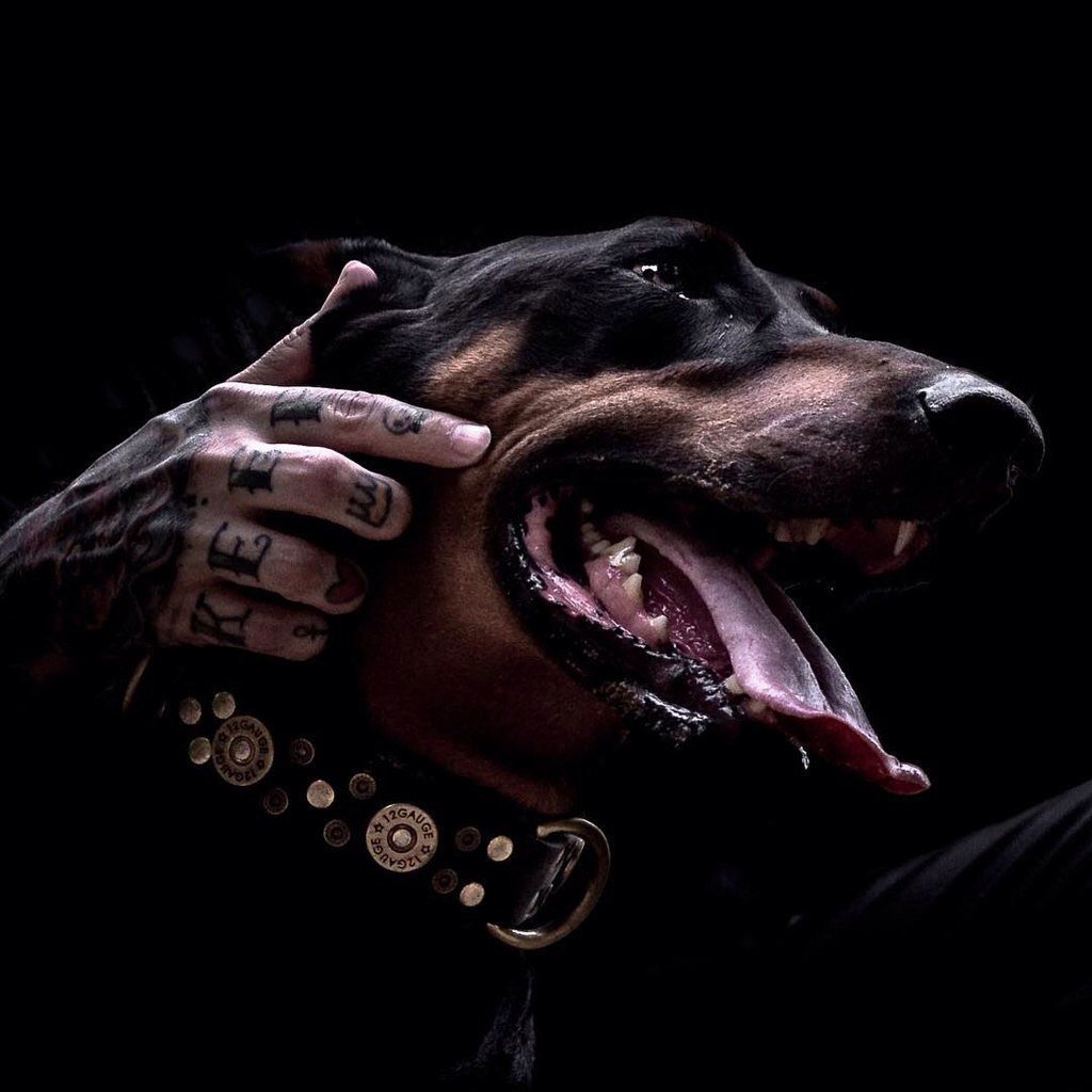 Доберман Владека Рошины