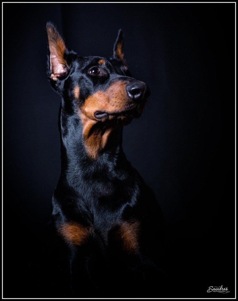 Собака Доберман злой