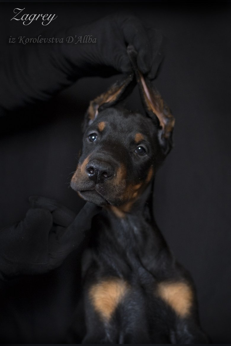 Доберман-пинчер Эстетика