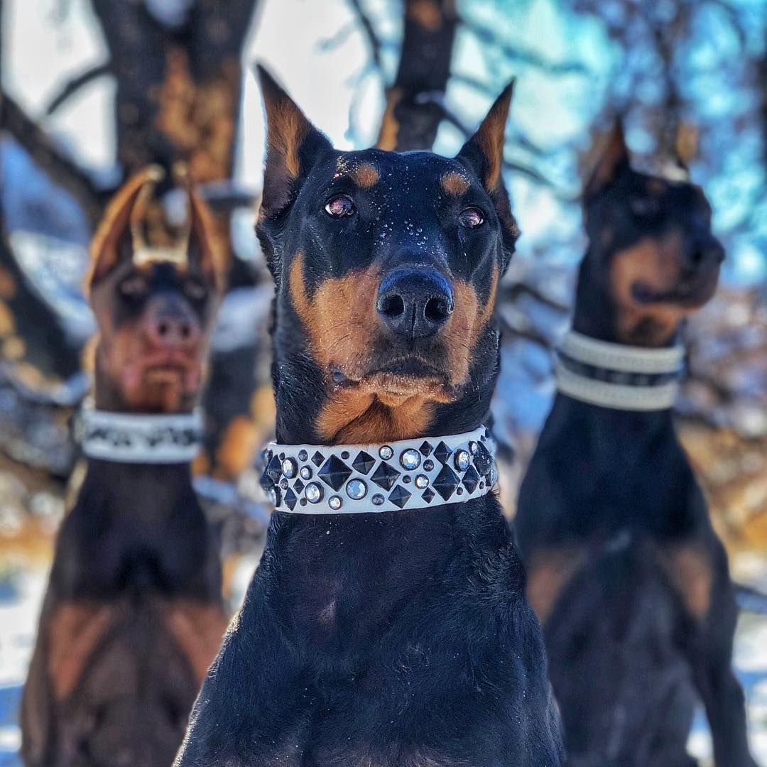 Австралийский Доберман