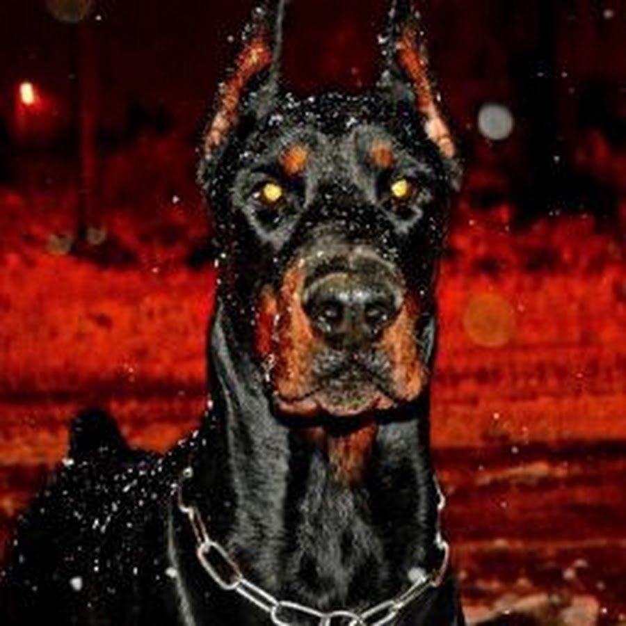 Фотосессия с доберманами и машиной