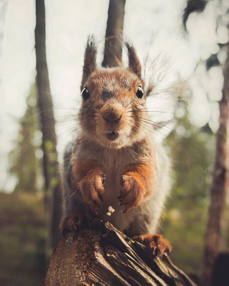 Бешеная Белочка