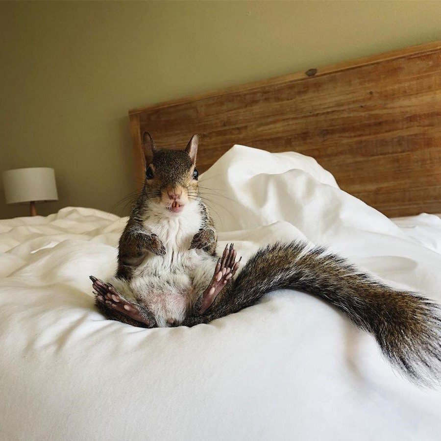 Белка из ледникового периода