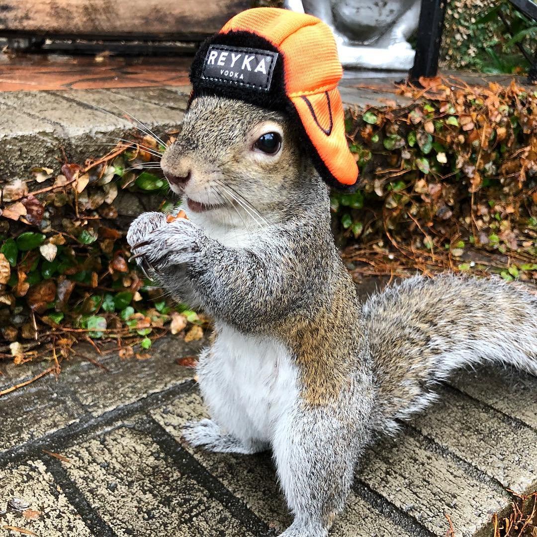 Спасите белку