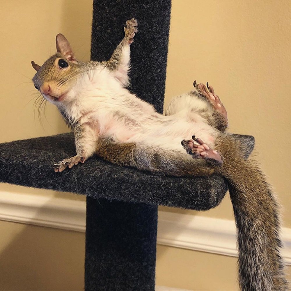 Сумасшедшие белки