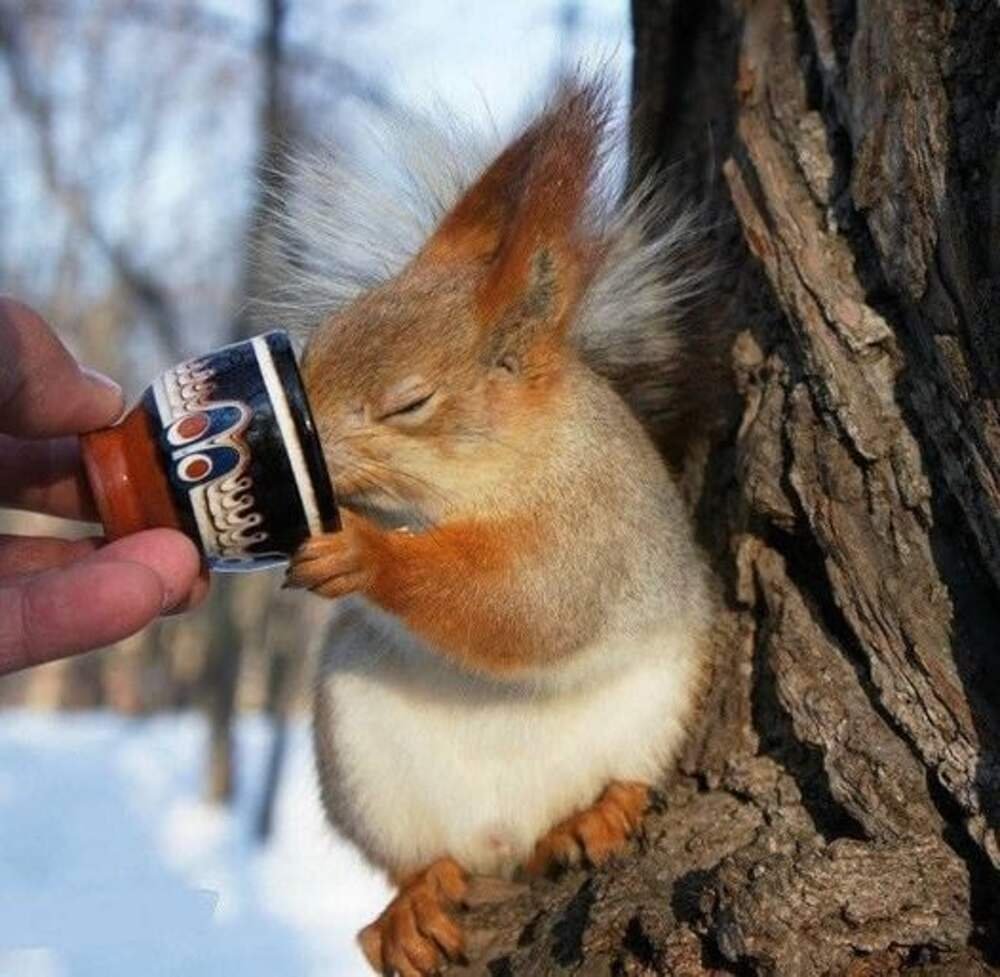 Сумасшедшая белка