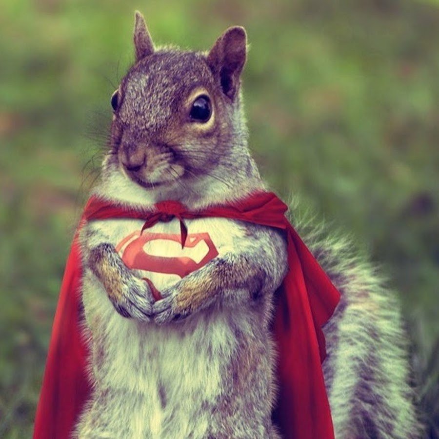 Королевская белка