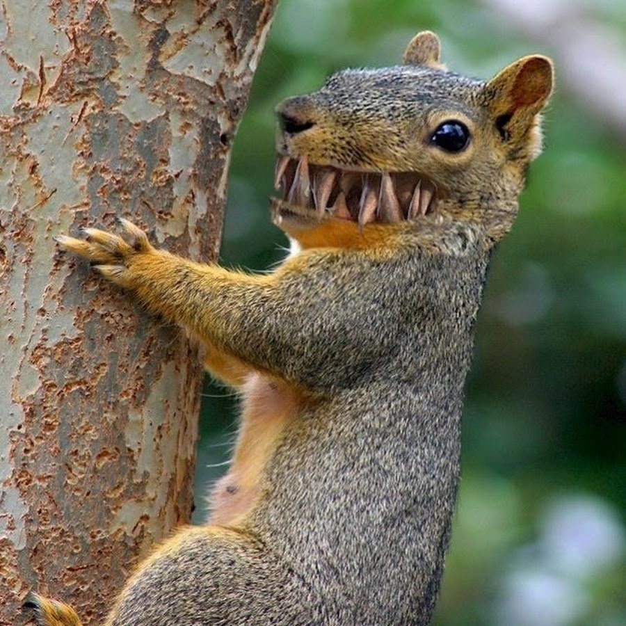 Белка и Желудь Ледниковый период