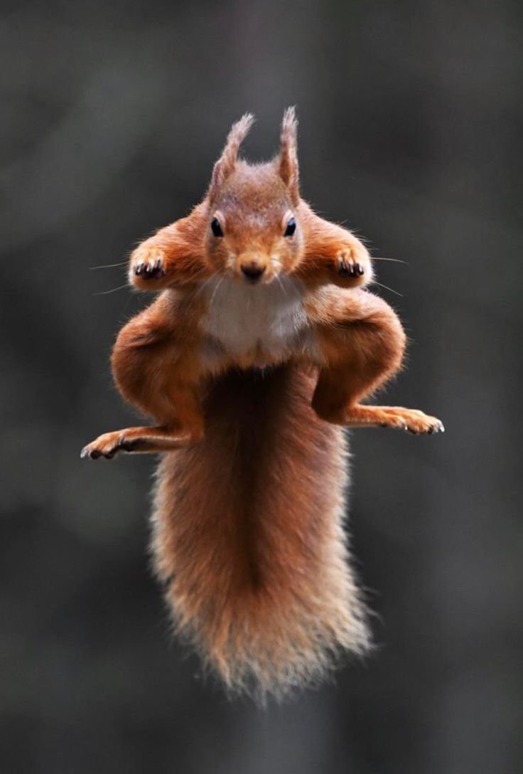 Лисичка отдыхает