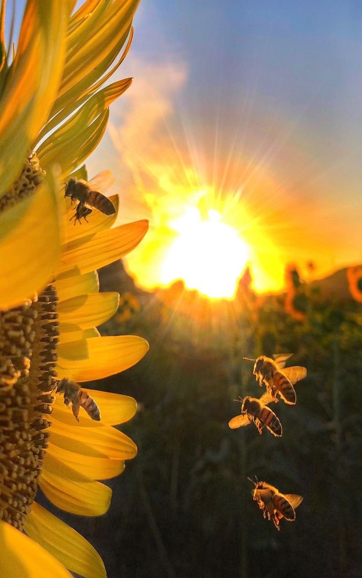 Яркого солнечного дня картинки