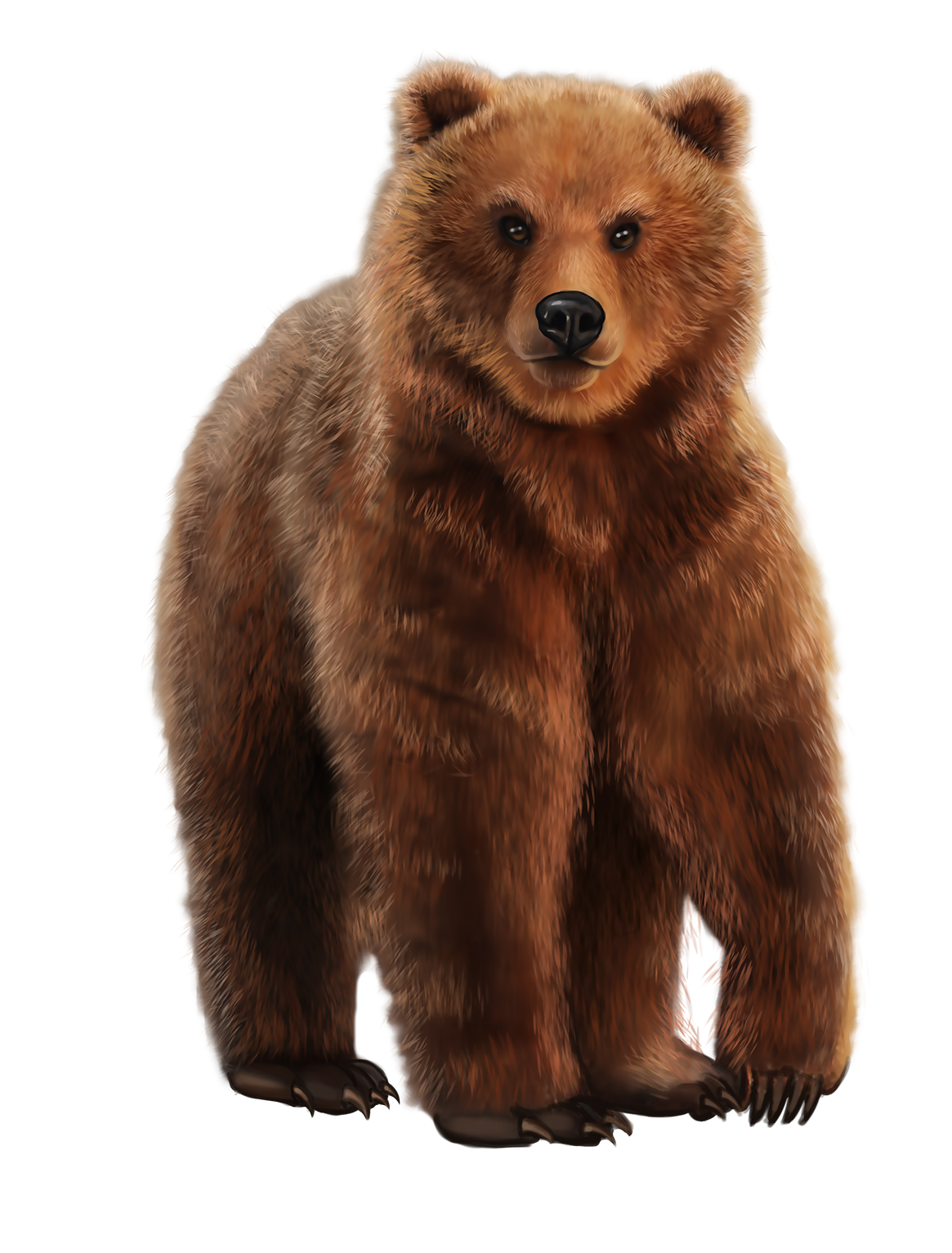 Медведь в разных позах