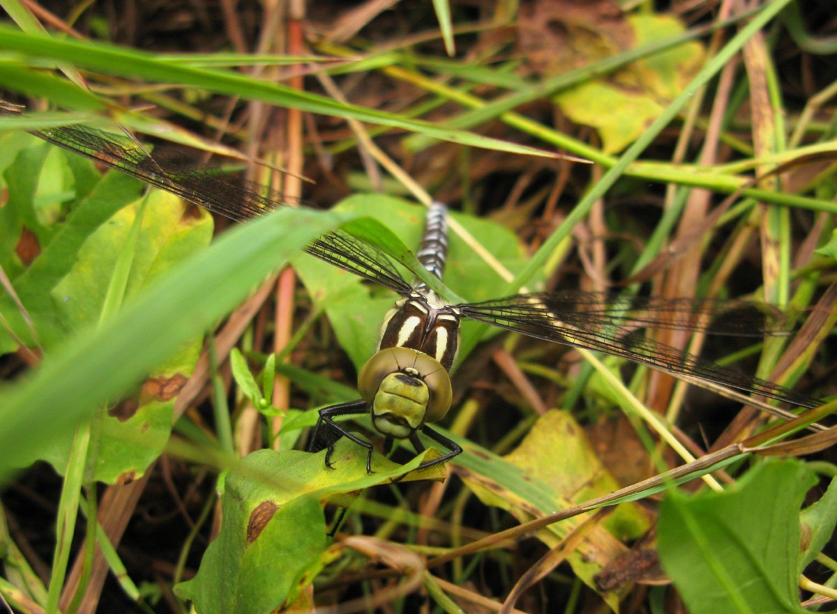 Коромысло с ведрами