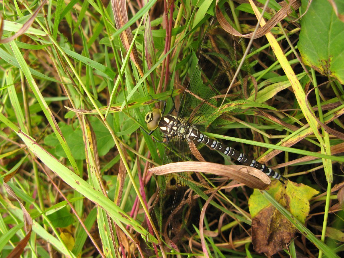 Евгений Балакшин художник картины