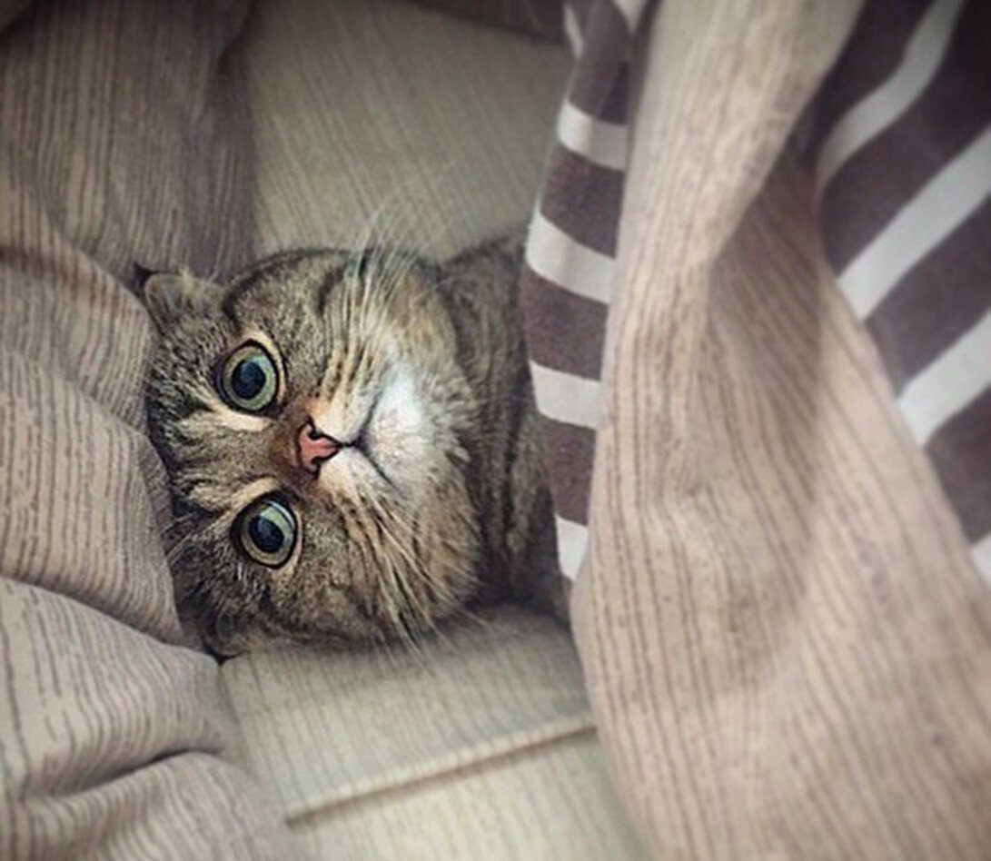 Доброе утро Сонный котик