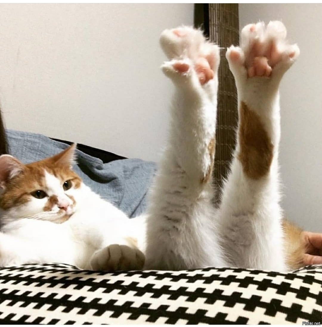 Открытки с добрым утром с котятами