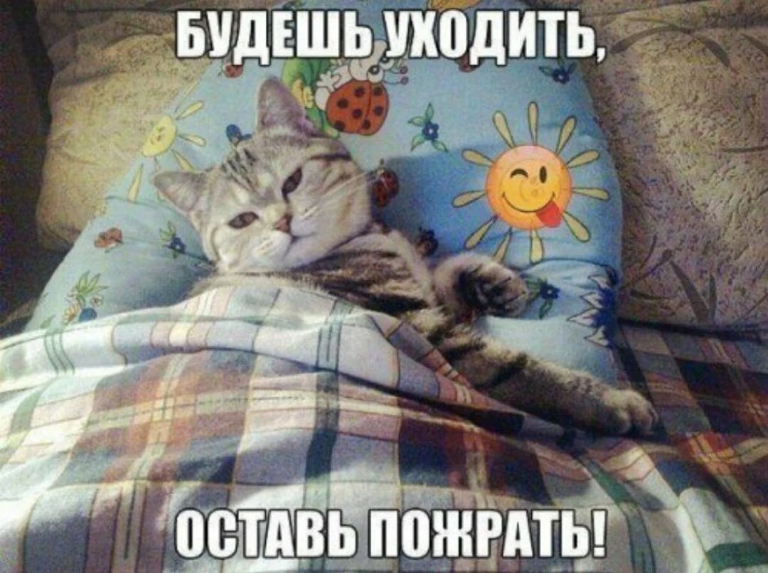 Кот улыбается
