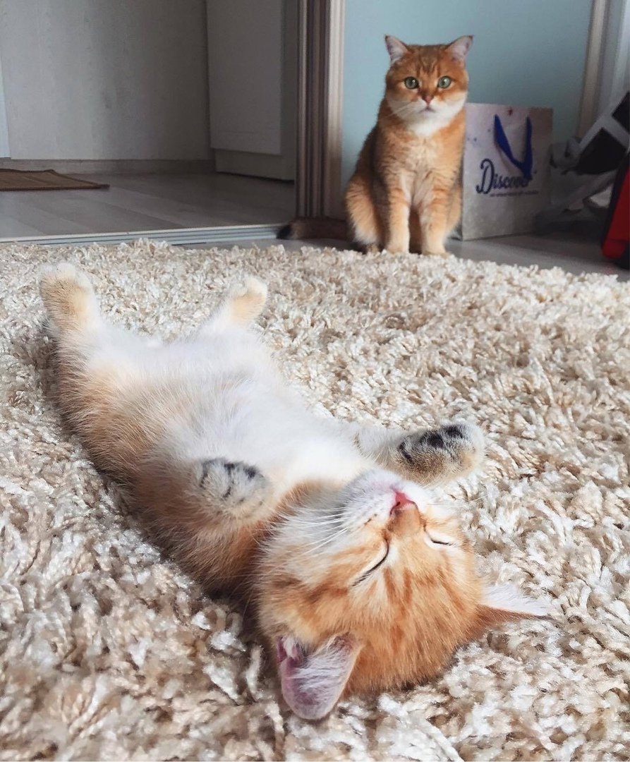 Милый котик с надписью