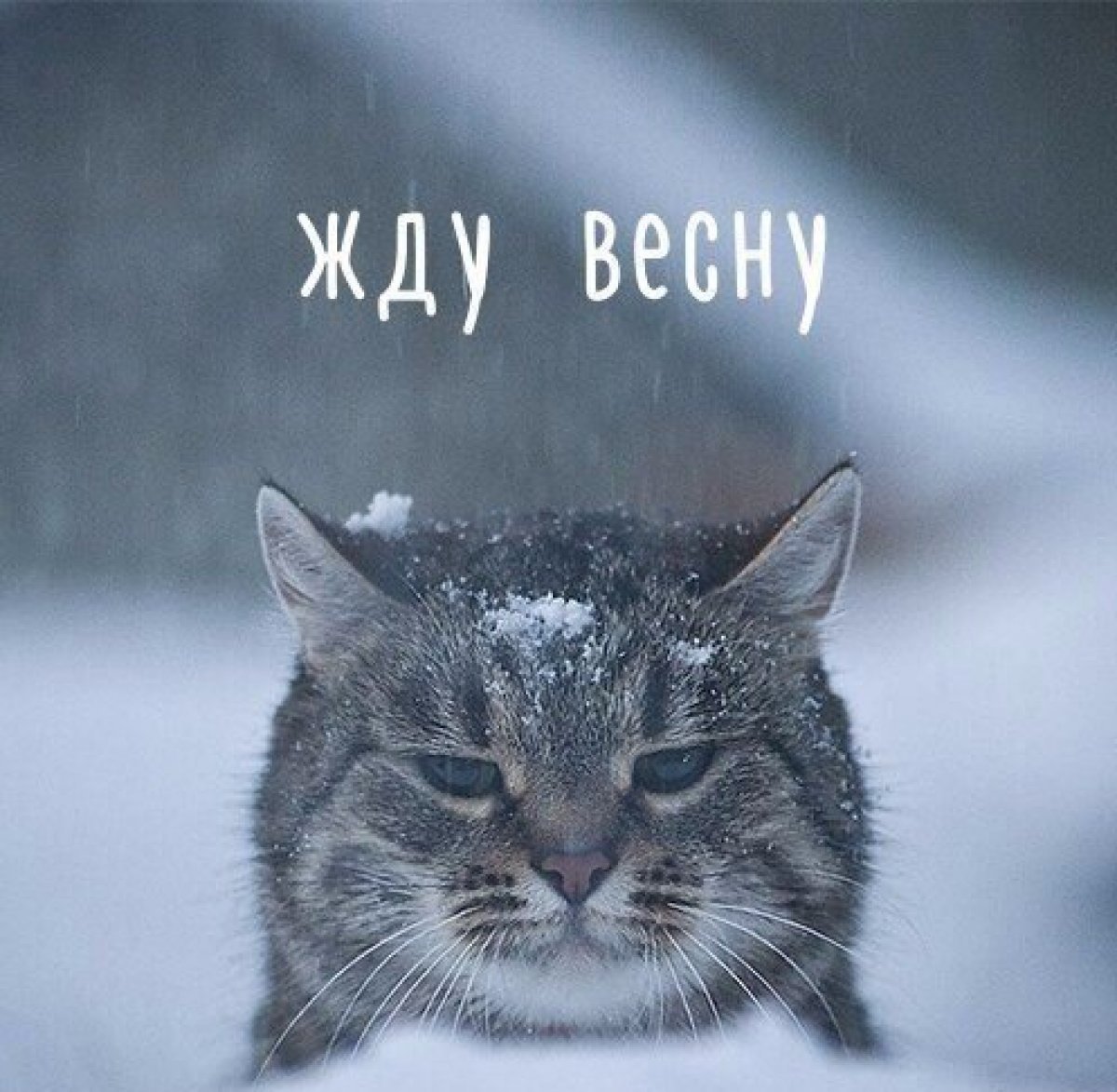 Кот ждет весну