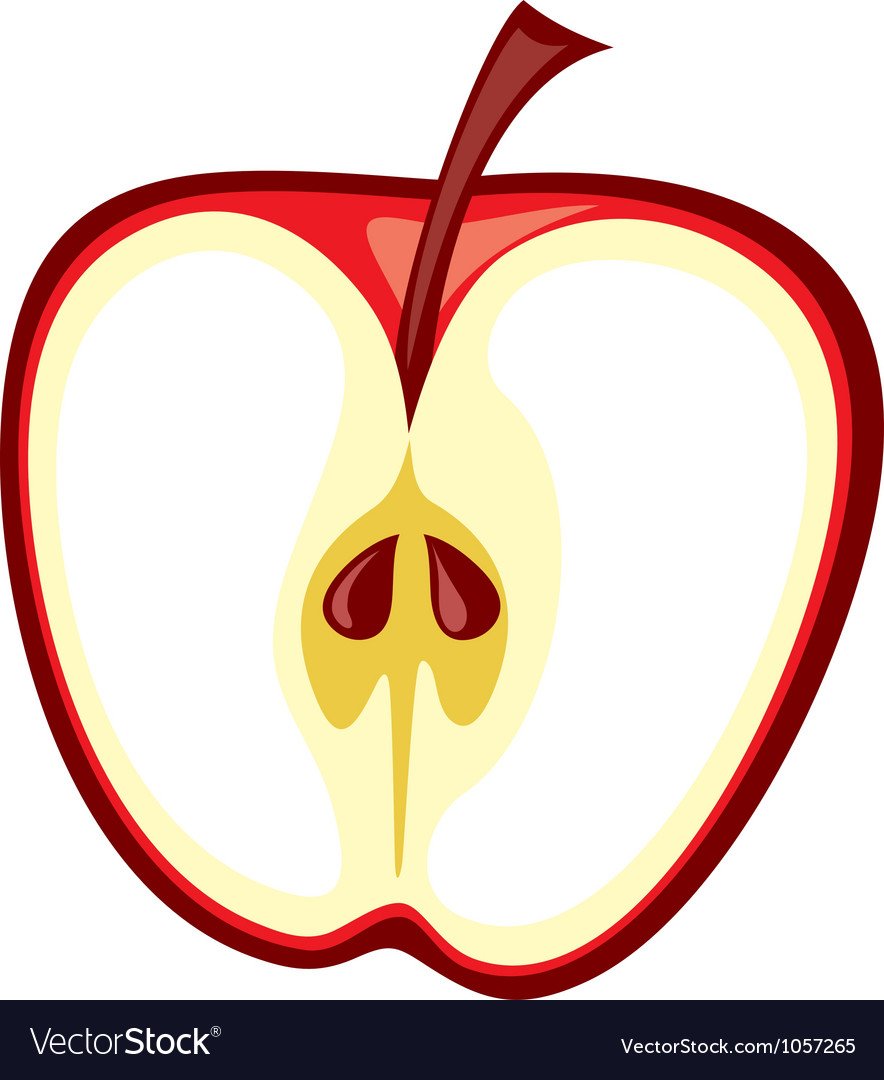 Яблоко в разрезе вектор