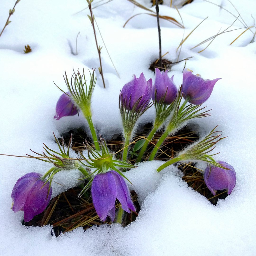 1 Марта Весна