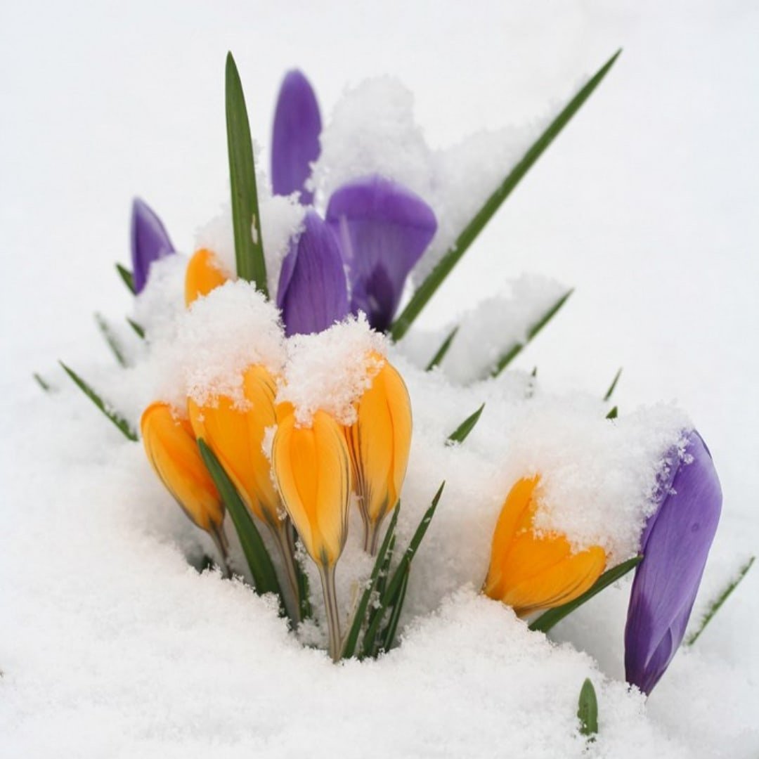 Доброго весеннего дня