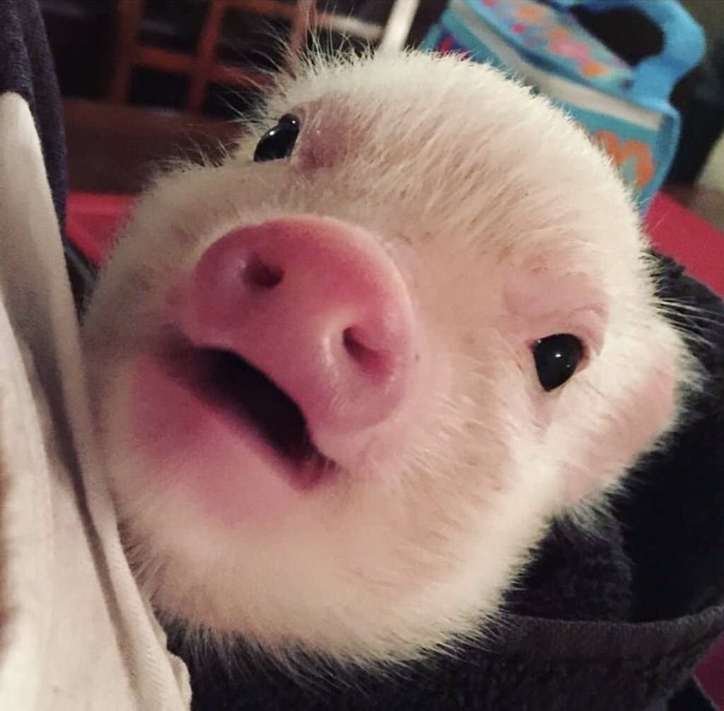 Прикольные свиньи