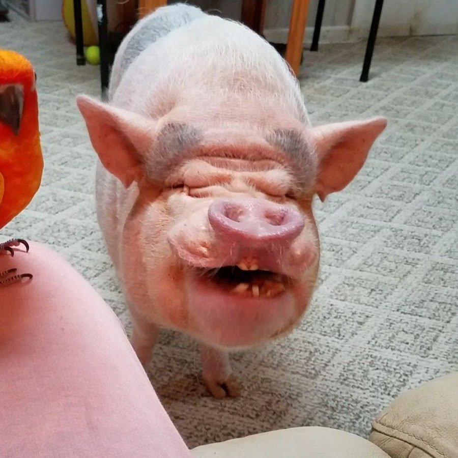 Визенау минипиг