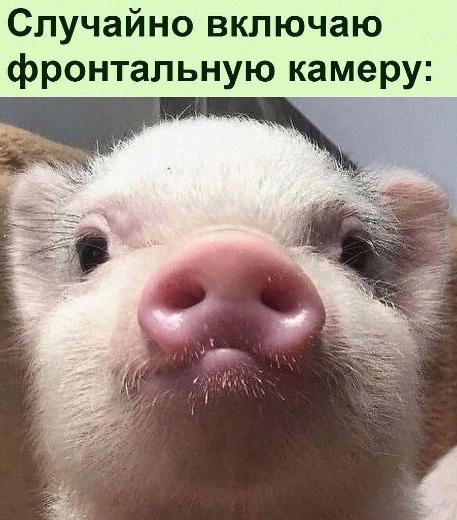 Мини Пиги майялино