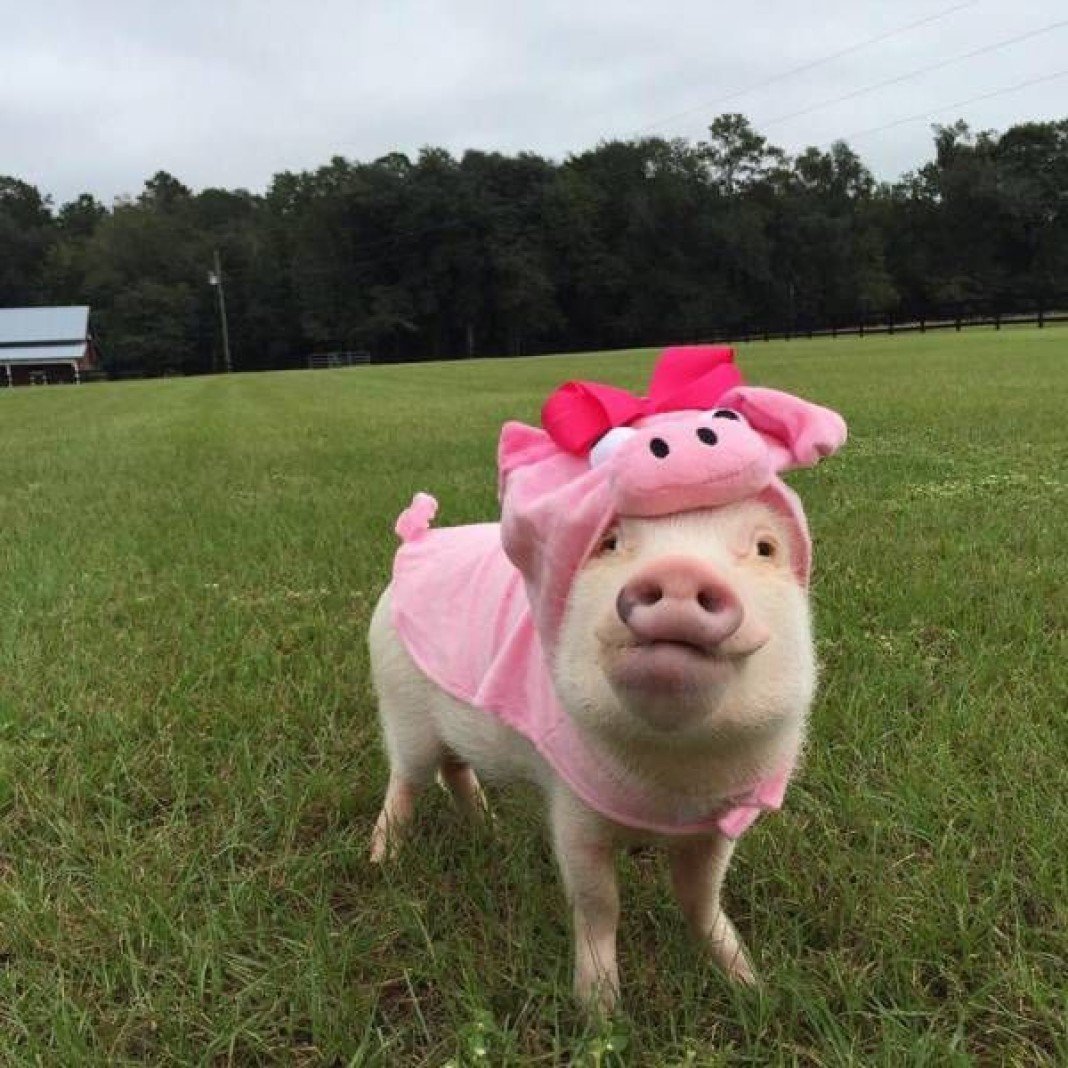 Улыбка свиньи