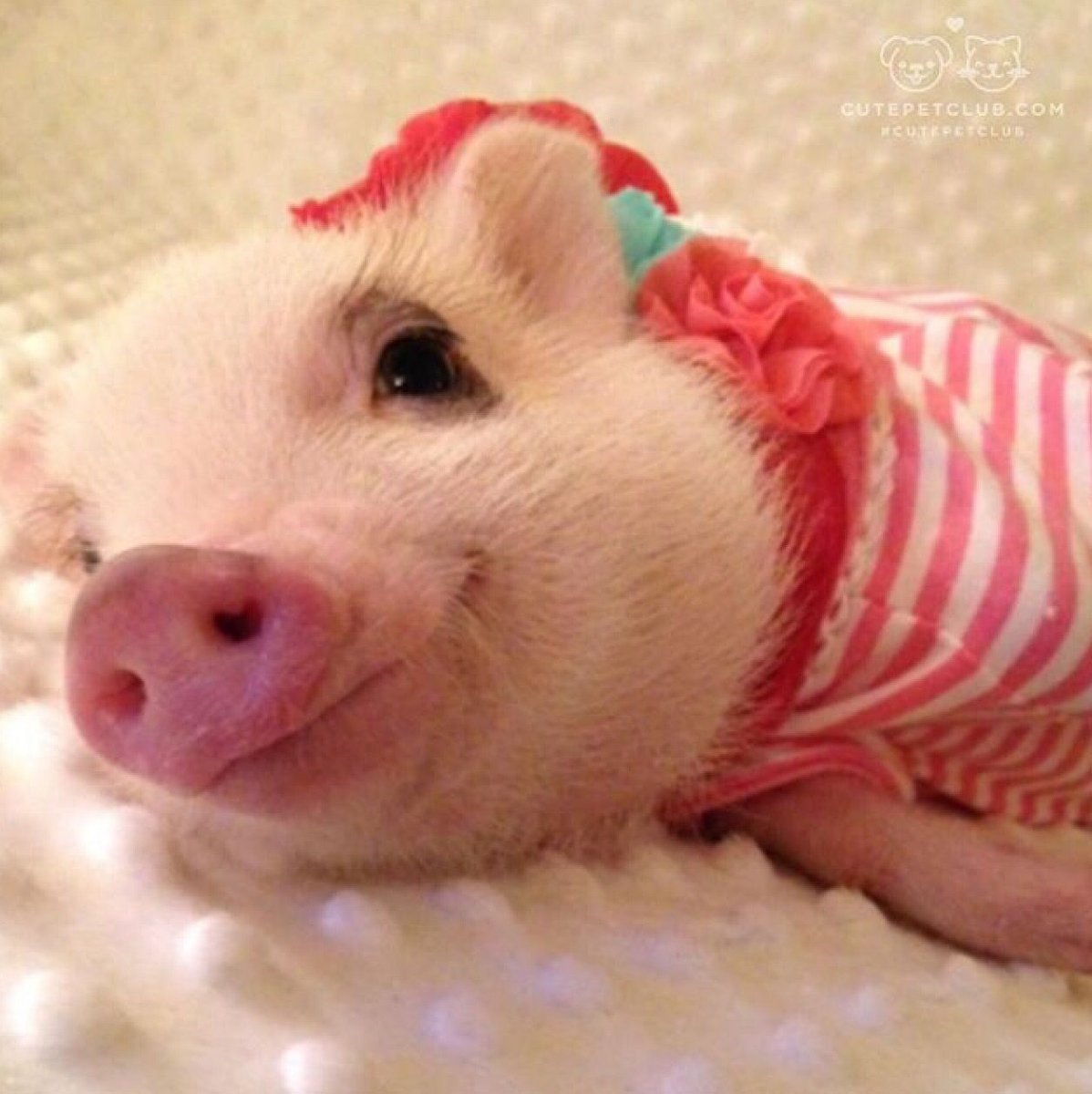 Картинки поросят прикольные