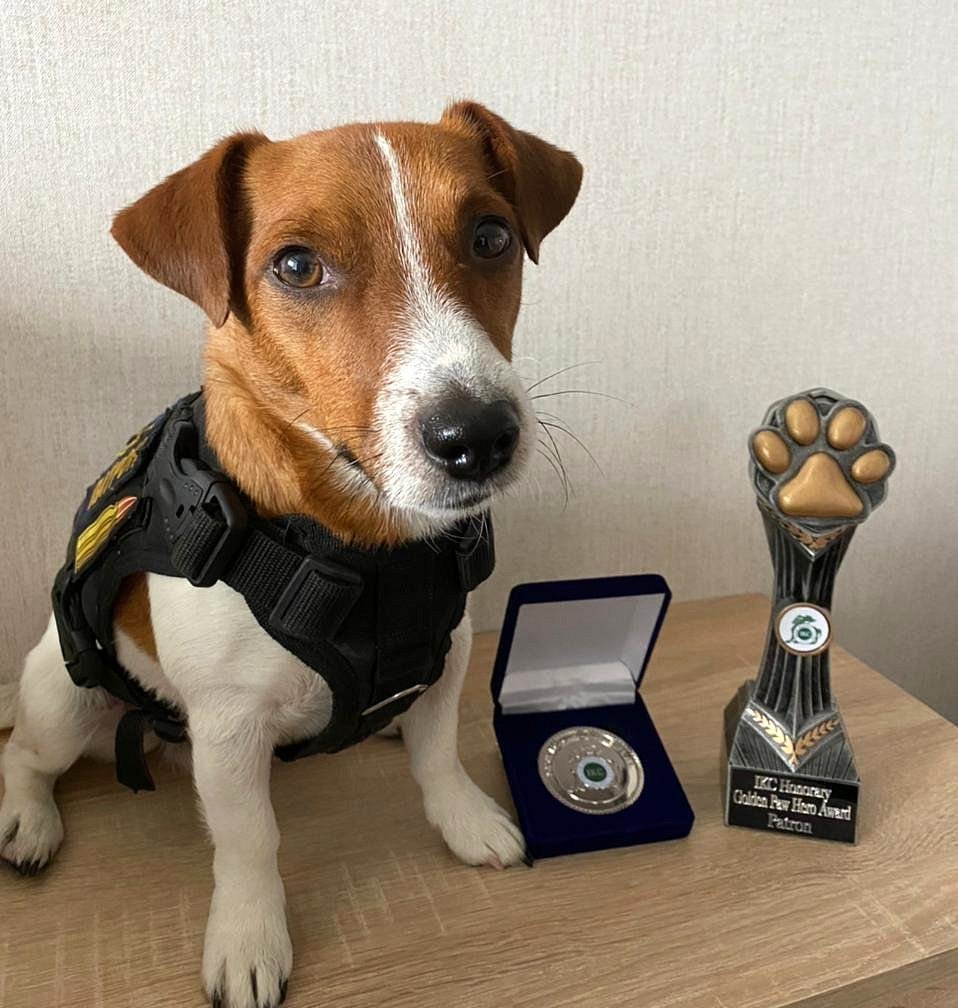 Собака патрон