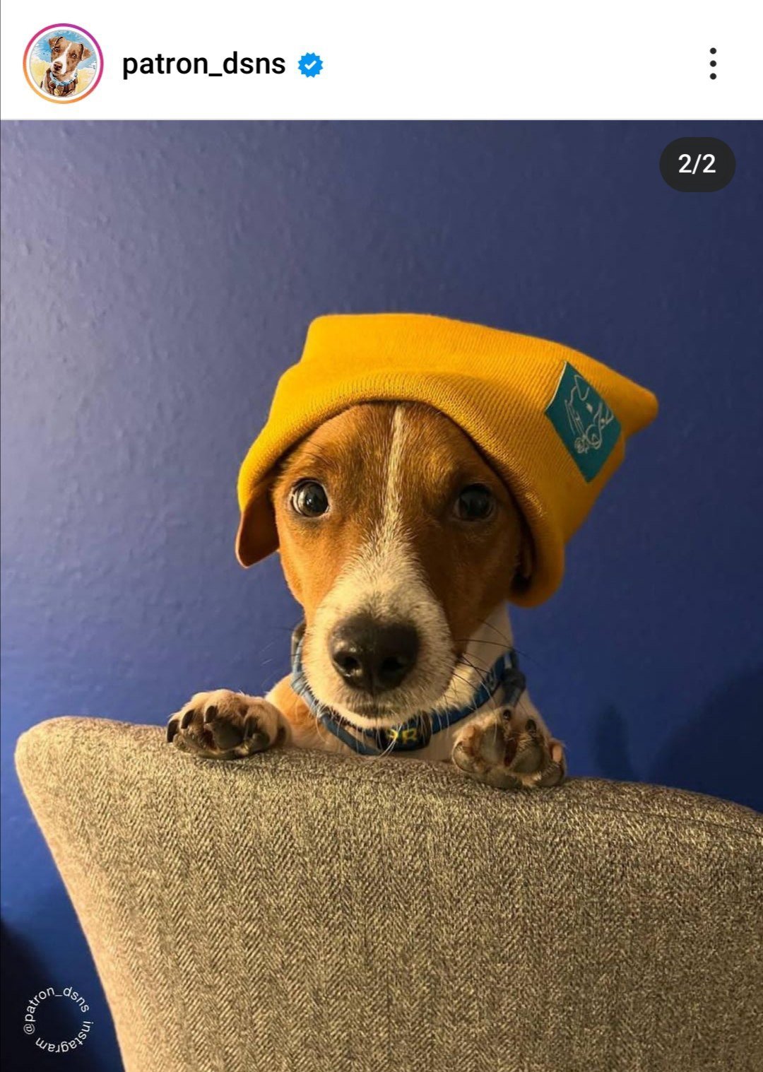 Украинский пес