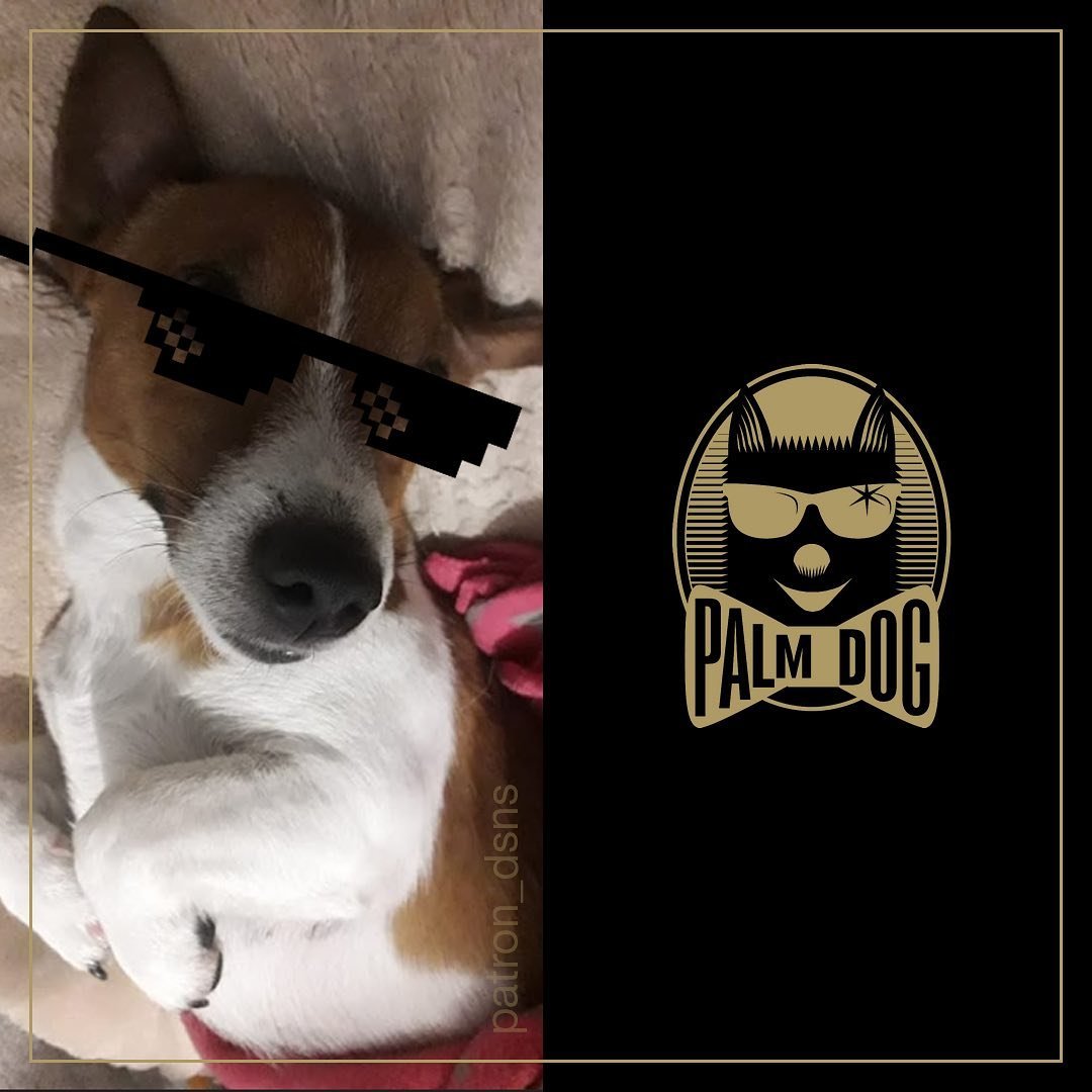 Пес патрон заснул на пресс конференции