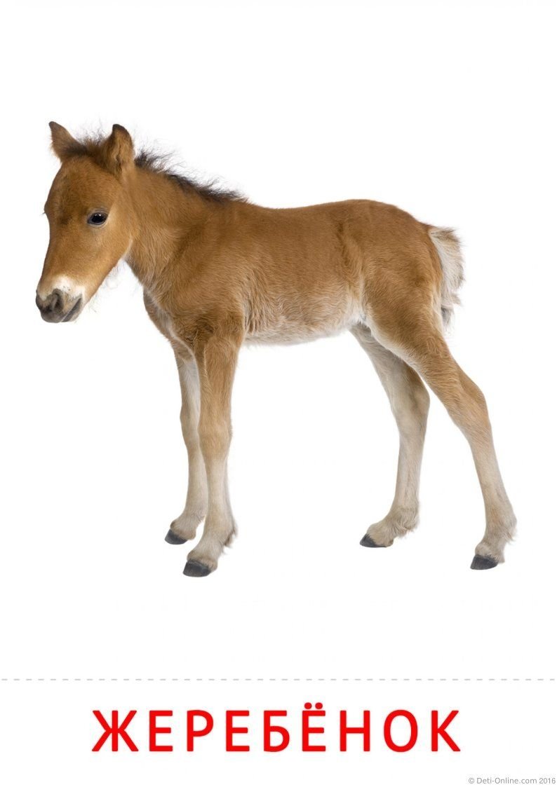Жеребенок на белом фоне