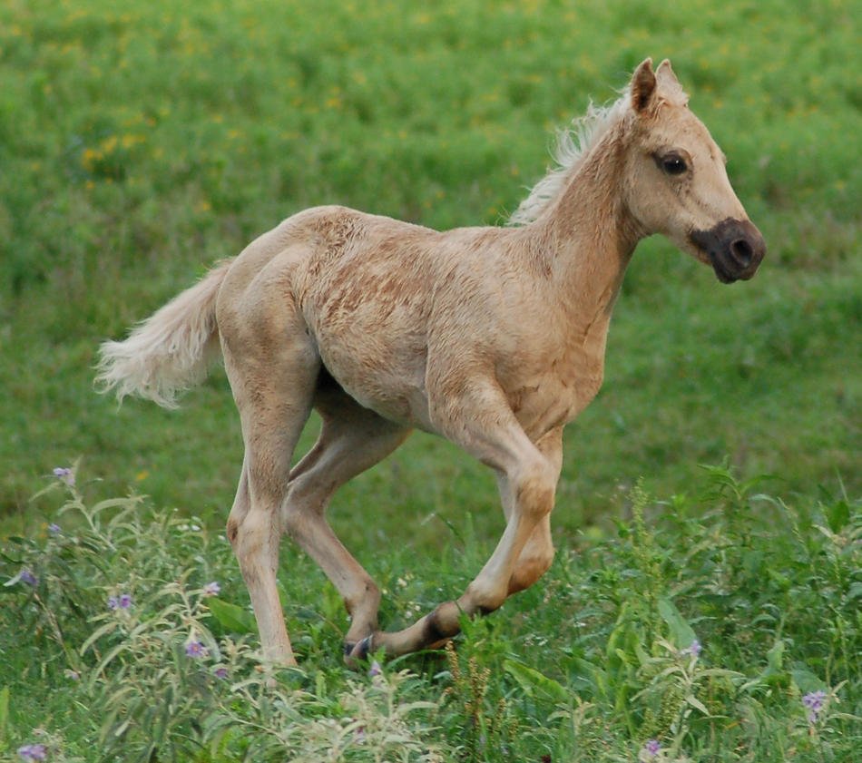 Жеребенок Чеджудо