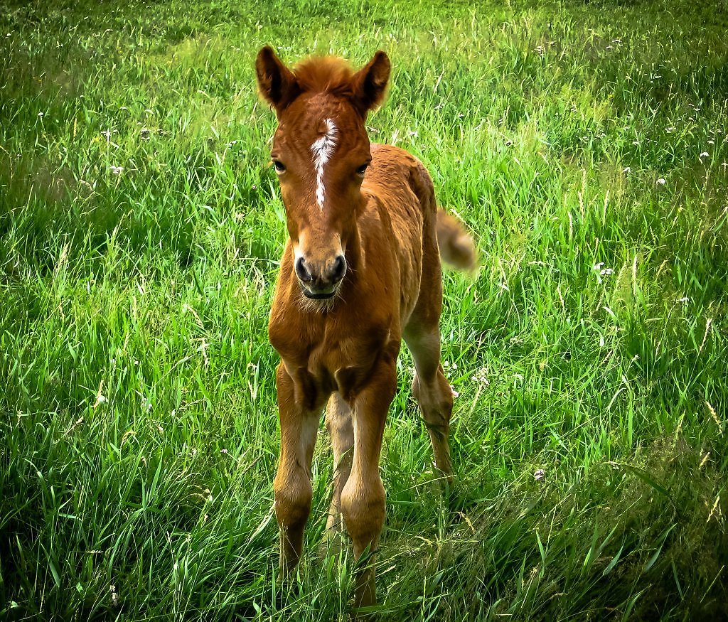 Жеребенок картинка для детей