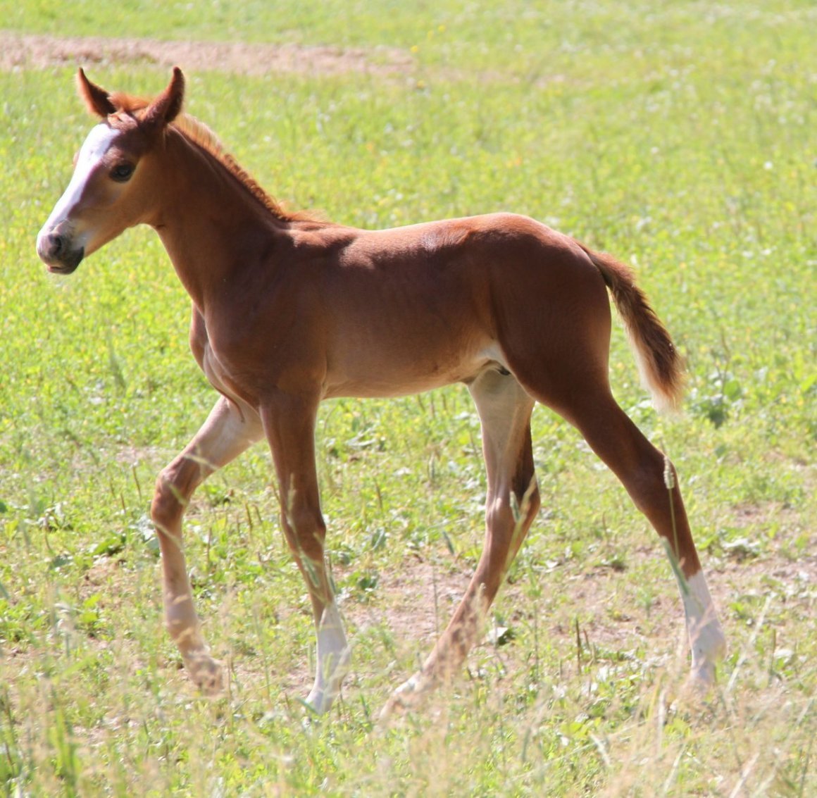 Лошадь Паломино жеребята