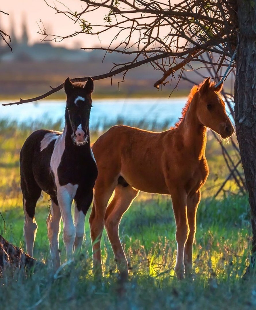 Мультяшные жеребята