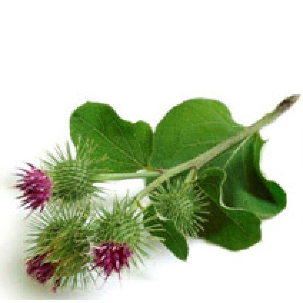 Репейник медонос